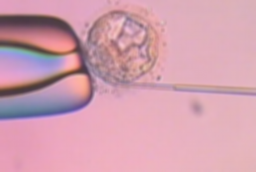 北京借腹代孕公司,北京妇产医院试管婴儿成功率高吗