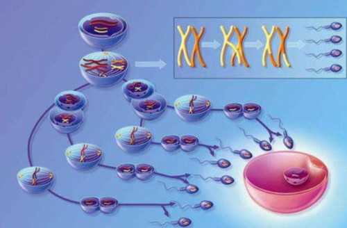 胎停育后下次怀孕前要做哪些检查，备孕前必须做的检查,代怀孕产子