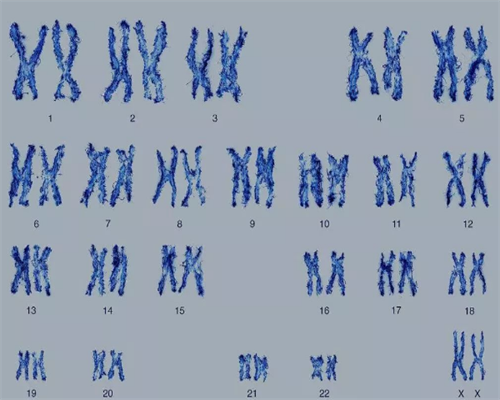 北京供卵代怀试管费用|北京助孕公司-北京三代试管医院