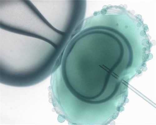 备孕能用艾草吗？揭秘艾草在备孕中的作用