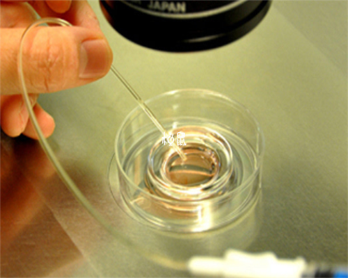 北京代怀的价格,，正式爆料北京试管公司