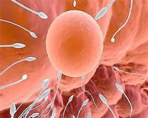 北京代生代怀|北京朝阳医院做试管要多少钱?